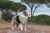 BERGER AUSTRALIEN 119